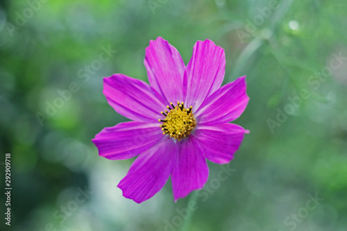 Pink flower kosmeya