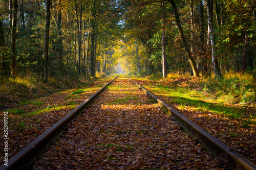 Empty railroad track through the forest in autumn (fall) on a sunny day, vanishing point