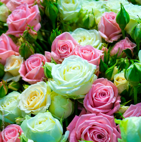floral background of roses.  festive background of white and pink roses