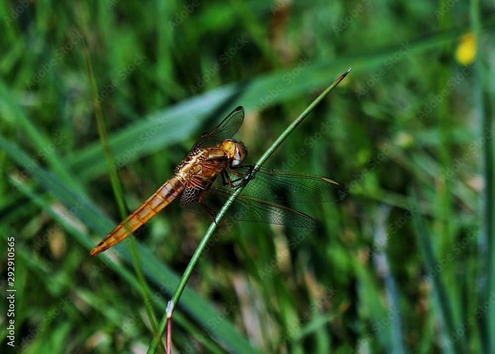 libellules