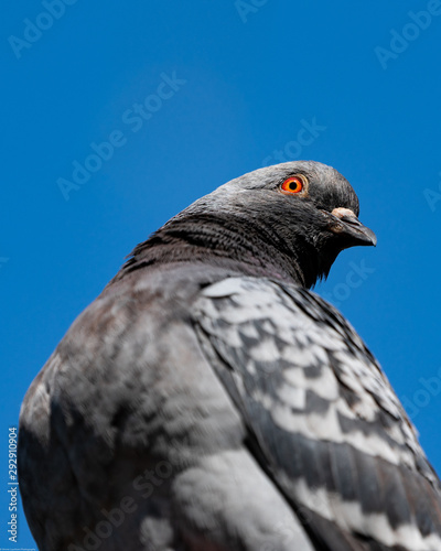 pigeon portrait look