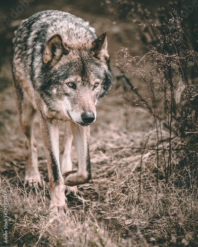 wolf portrait leader walking © Oeyvind