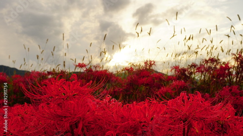 京都　亀岡　彼岸花の里