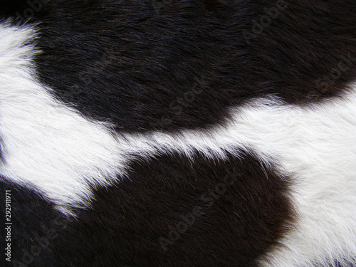 Black and white, spotted cow fur.