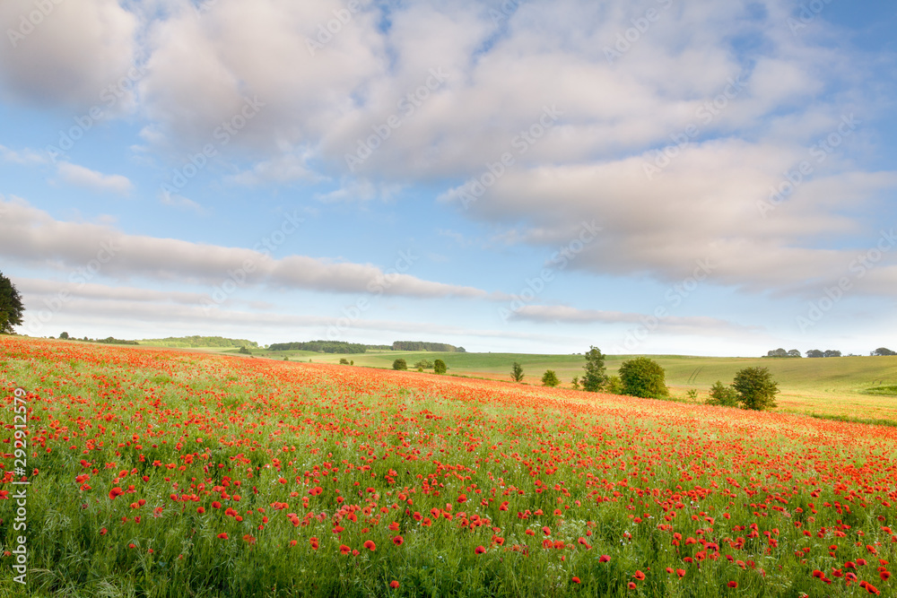 Field of red poppies landscape in Norfolk