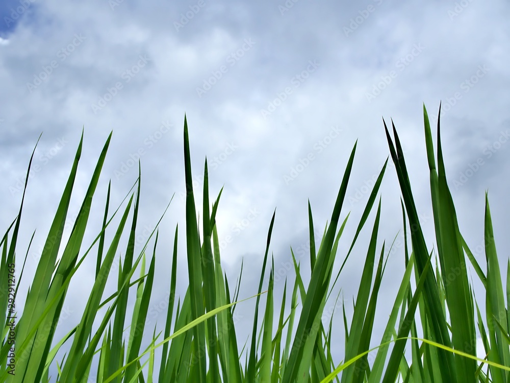 Obraz premium Shot from the ground to the green rice field with cloudy sky after rain in Chiang Mai, Thailand