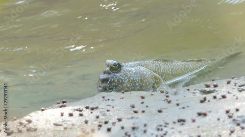 Giant Mudskipper on mud in mangrove forest. photo