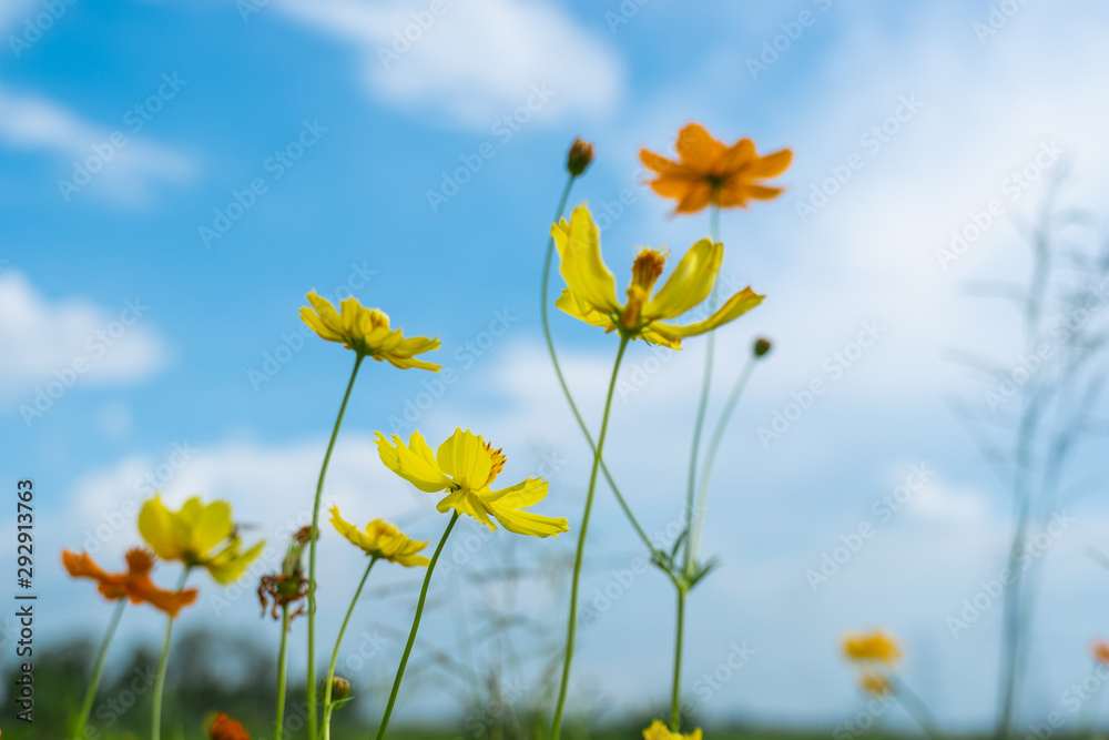 Yellow camomiles on blue sky background