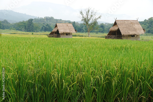 Rice plant on paddy field in Thailand.