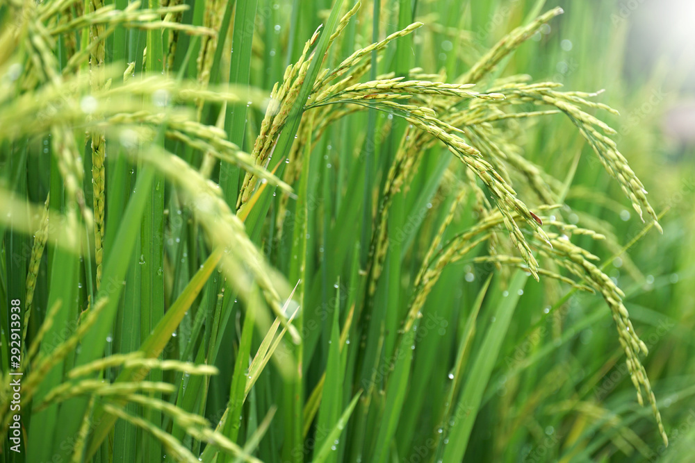 Close to Rice plant on paddy field in Thailand. Close to Rice plant on paddy field in Thailand.