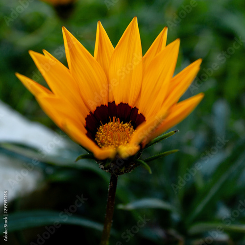 Orange autumn gatsaniya flower on a background of green leaves. photo