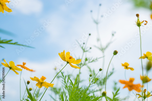 Fototapeta Naklejka Na Ścianę i Meble -  Yellow camomiles on blue sky background
