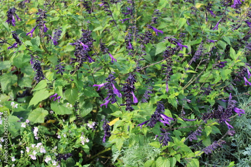 Salvia 'Amistad' spiky purple flowers in green foliage