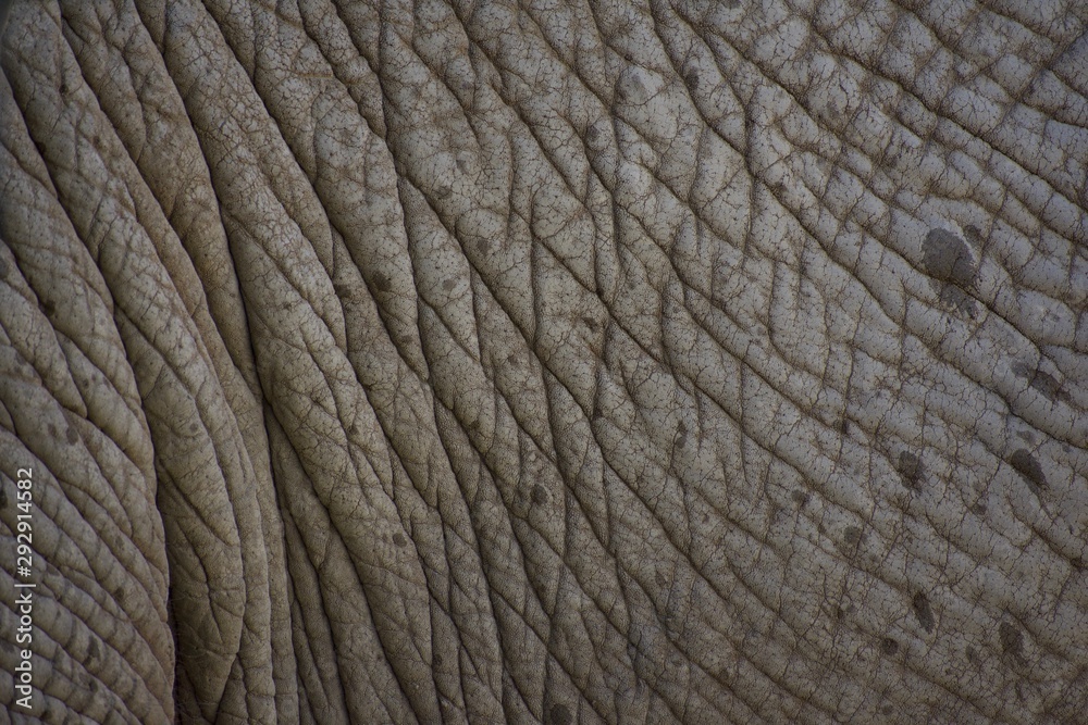 Up close texture of dirty elephant skin and hide. Up close texture of dirty elephant skin and hide.