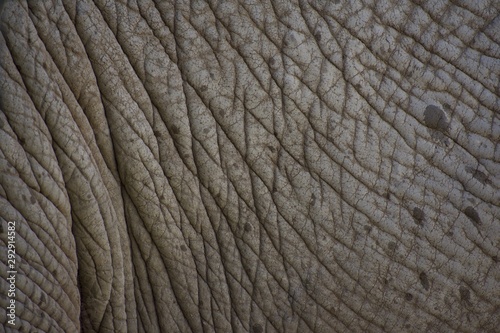 Up close texture of dirty elephant skin and hide.