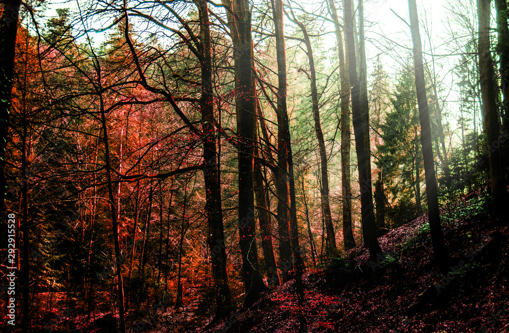 Fototapeta premium Herbstwald