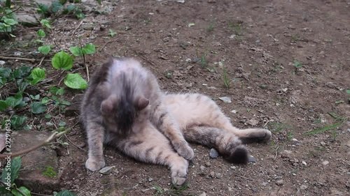 Single gray tabby cute cat lying and licks her body on the ground background photo