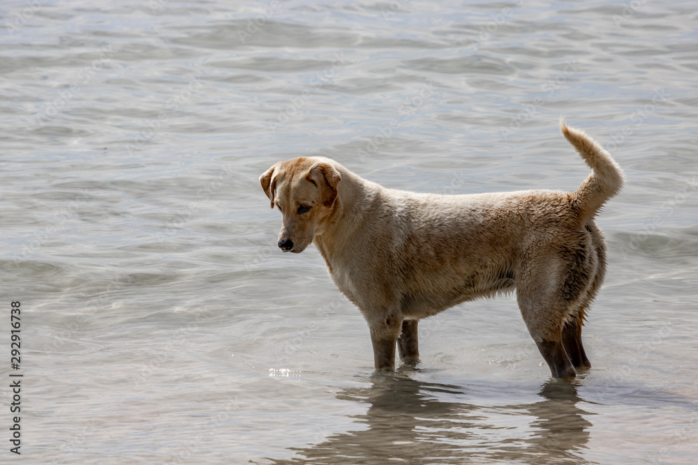 dog in the sea dog in the sea
