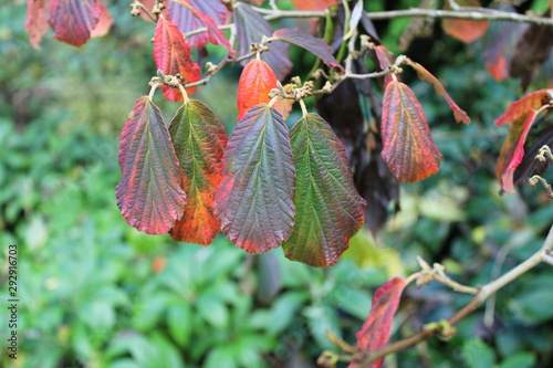 Hamamelis x intermedia 'Arnold Promise' burnt orange leaves autumn close up