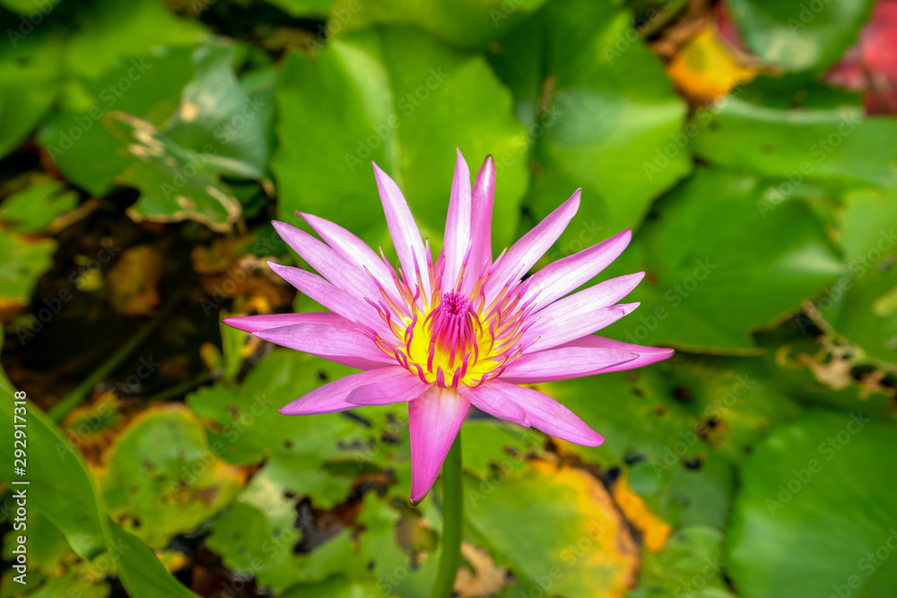 Beautiful pink lotus Lotus leaf background Beautiful pink lotus Lotus leaf background