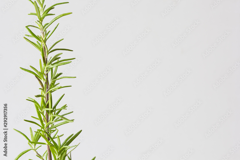 Fototapeta premium Branch of plant Rosemary at home on white background