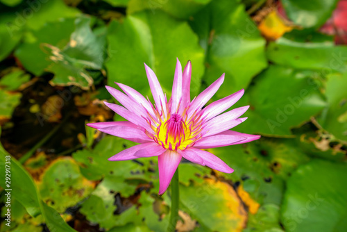 Beautiful pink lotus Lotus leaf background