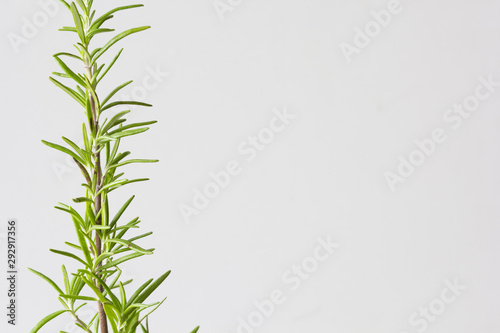 Fototapeta Naklejka Na Ścianę i Meble -  Branch of plant Rosemary at home on white background