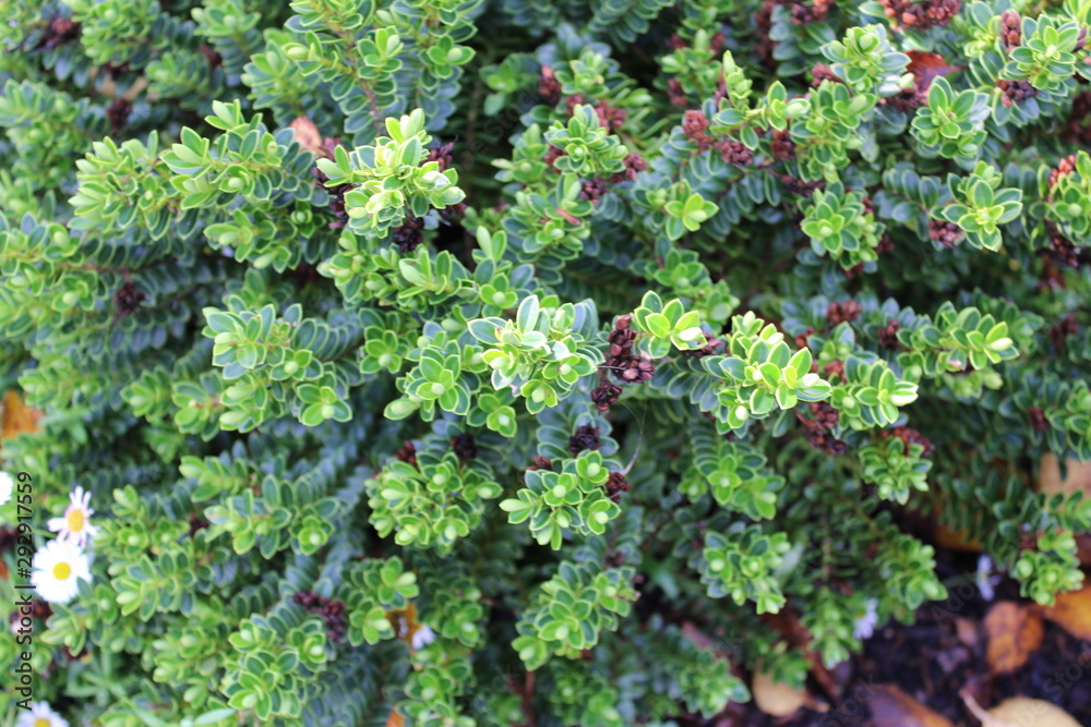 Hebe vernicosa varnished hebe evergreen shrub Stock Photo Adobe Stock