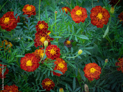Foto Blooming marigold flowers in garden
