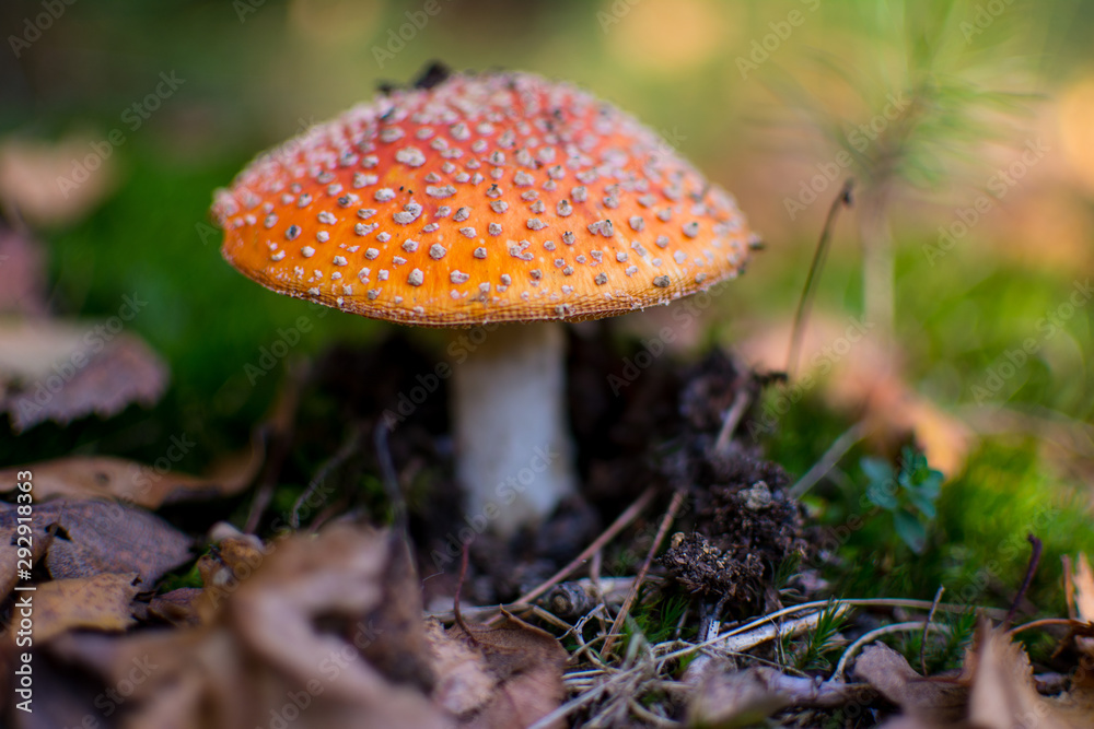 Fly agaric or fly amanita (Amanita muscaria) in autumn Fly agaric or fly amanita (Amanita muscaria) in autumn