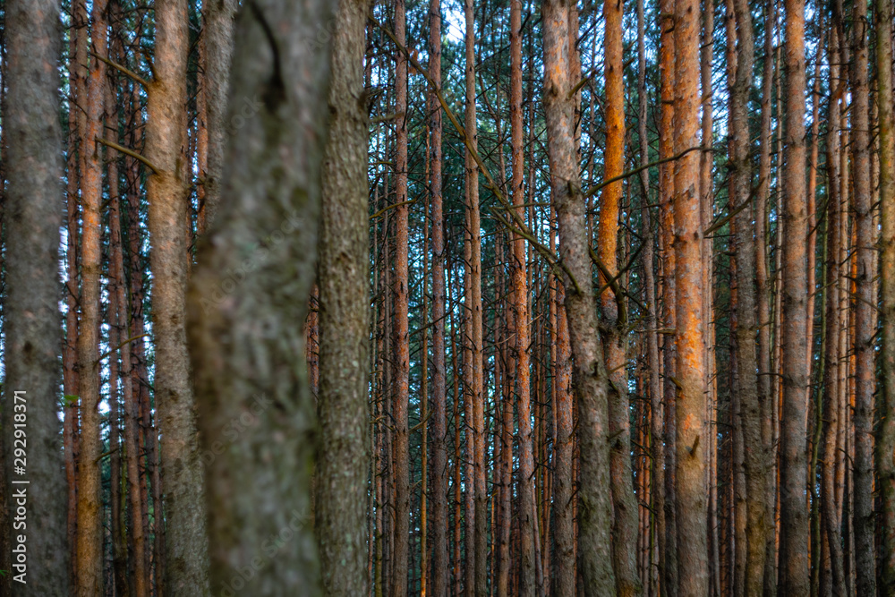 Fototapeta premium Pine forest background