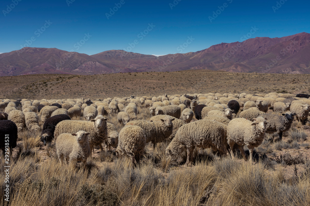 Sheep grazing in the zone of 