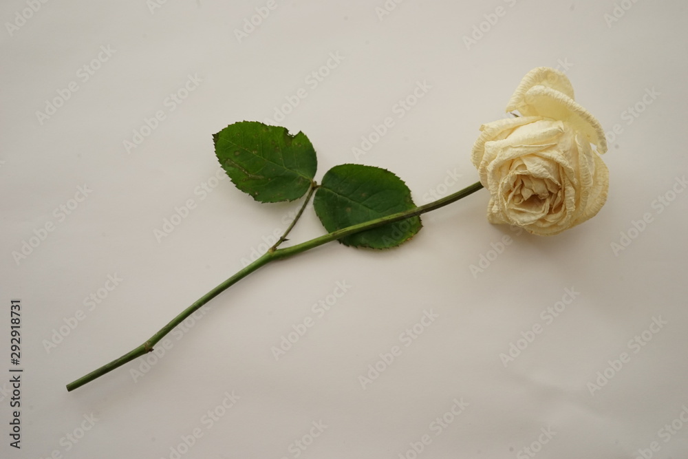 白 バラ 薔薇 ばら 一輪 白バック 白背景 マクロ 接写 枯れた しおれた Stock Photo Adobe Stock