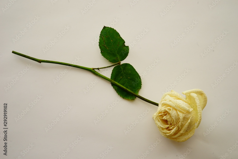 白 バラ 薔薇 ばら 一輪 白バック 白背景 マクロ 接写 枯れた しおれた ビビットカラー Foto De Stock Adobe Stock
