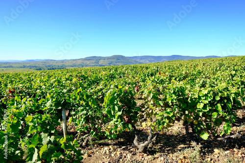 VIGNOBLE A SAINT AMOUR