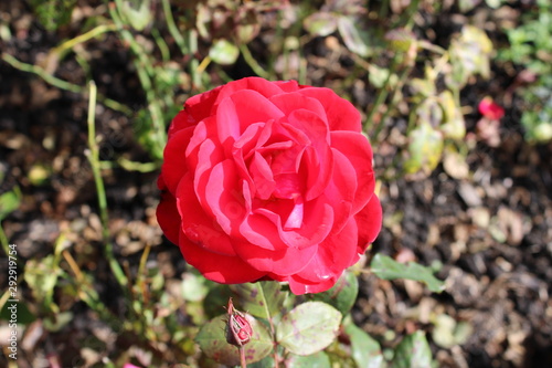 Close up of red Rosa 'Ruby Anniversary ('Harbonny')