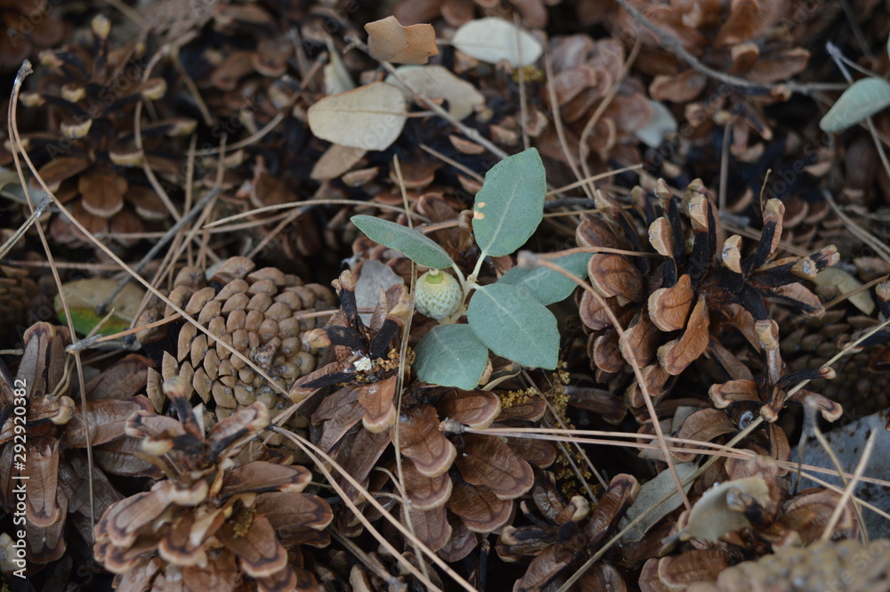 Wild plants on the mountain Wild plants on the mountain