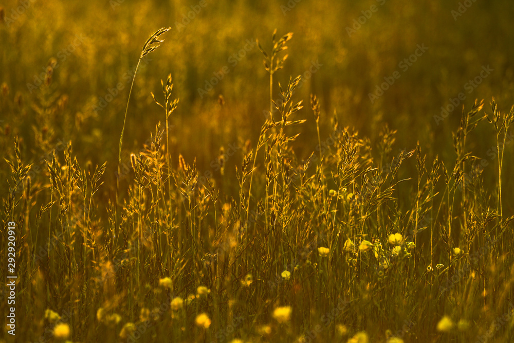 Long grass alongside buttercups illuminated by setting sun