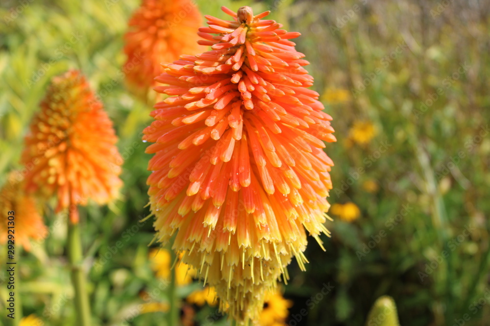 Kniphofia red-hot pokers with orange and yellow flowers Kniphofia red-hot pokers with orange and yellow flowers