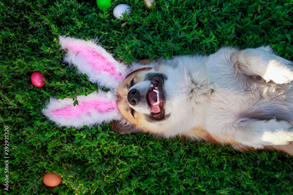Φωτογραφία portrait of a cute puppy dog Corgi lying in the green grass in the pink ears sur