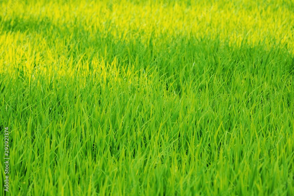 Background of rice with fresh green leaves
