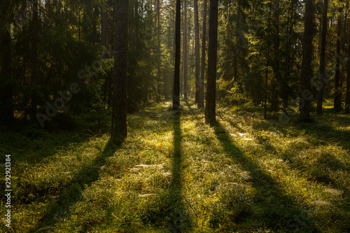 Forrest - Forest Knyszyn (Poland)