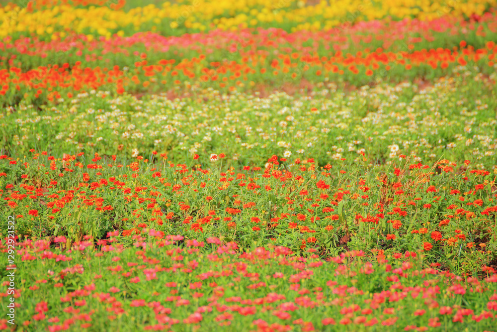 Flower garden background There are many flowers