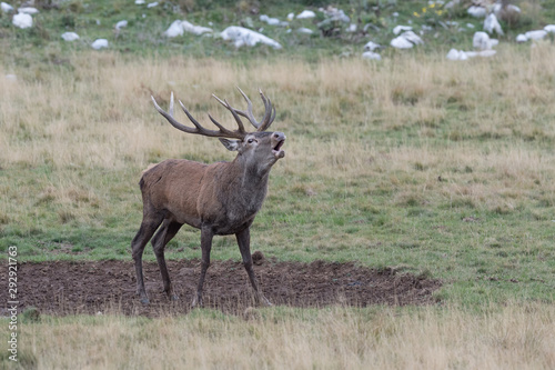 The wonderful Red deer in Apennines mountains  Cervus elaphus 