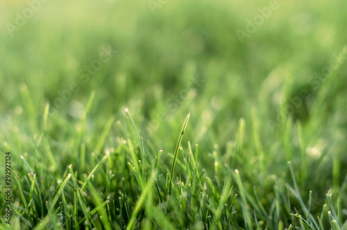 background green grass pattern closeup