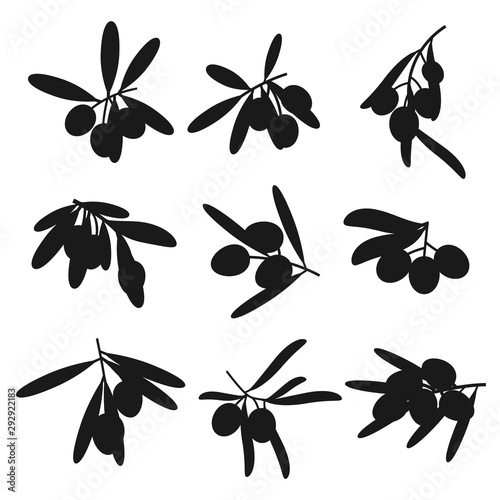 Natural olives isolated silhouette branches