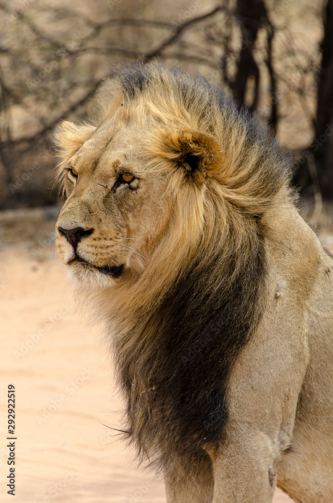 Lion, Panthera leo, Parc national du Kalahari, Afrique du Sud Lion, Panthera leo, Parc national du Kalahari, Afrique du Sud