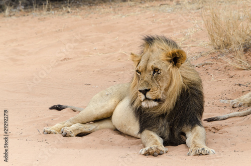 Lion  Panthera leo  Parc national du Kalahari  Afrique du Sud
