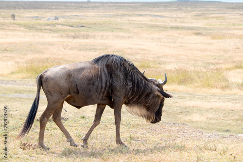 SAFARI Tanzania Zanzibar