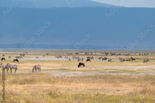 SAFARI Tanzania Zanzibar